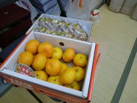  みかん .jpg