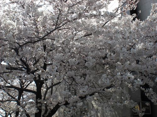 sakura01.jpg